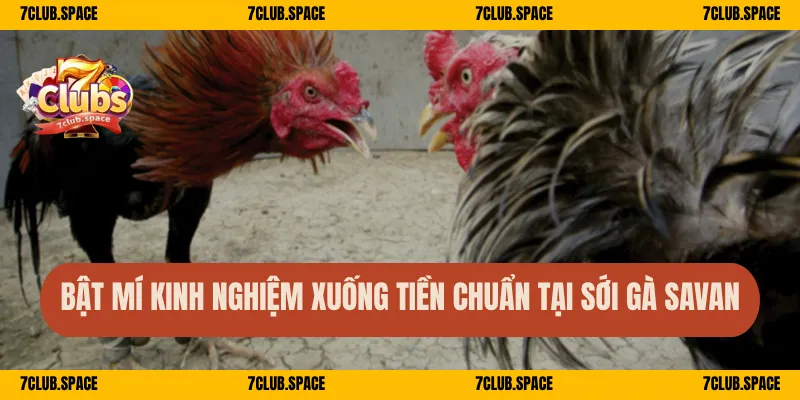 Bật mí kinh nghiệm xuống tiền chuẩn tại sới gà Savan