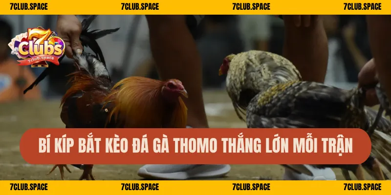 Bí kíp bắt kèo đá gà Thomo thắng lớn mỗi trận