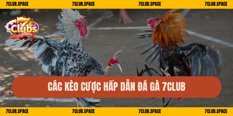 Các kèo cược hấp dẫn đá gà 7Club