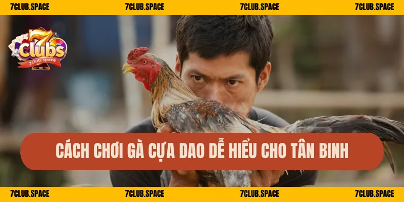 Cách chơi gà cựa dao dễ hiểu cho tân binh