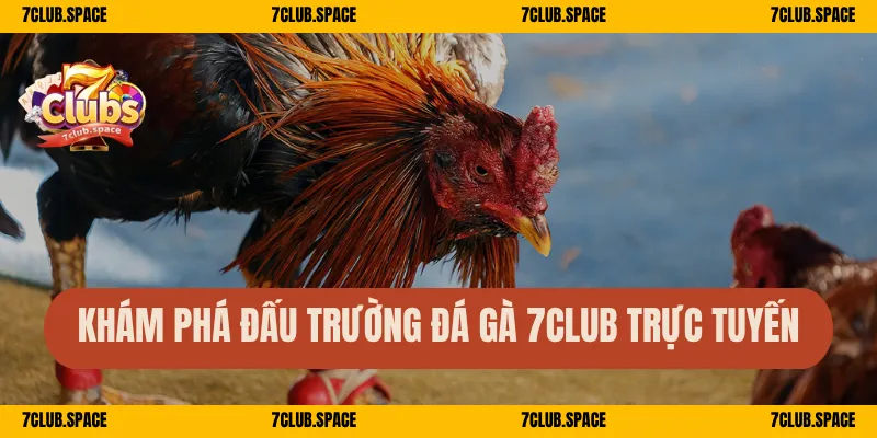 Khám phá đấu trường đá gà 7Club trực tuyến 
