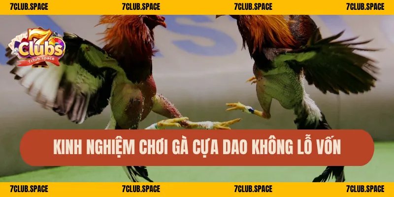 Kinh nghiệm chơi gà cựa dao không lỗ vốn