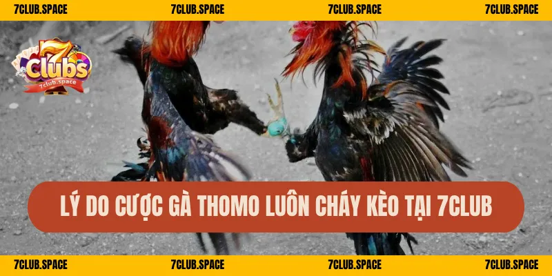 Lý do cược gà Thomo luôn cháy kèo tại 7Club