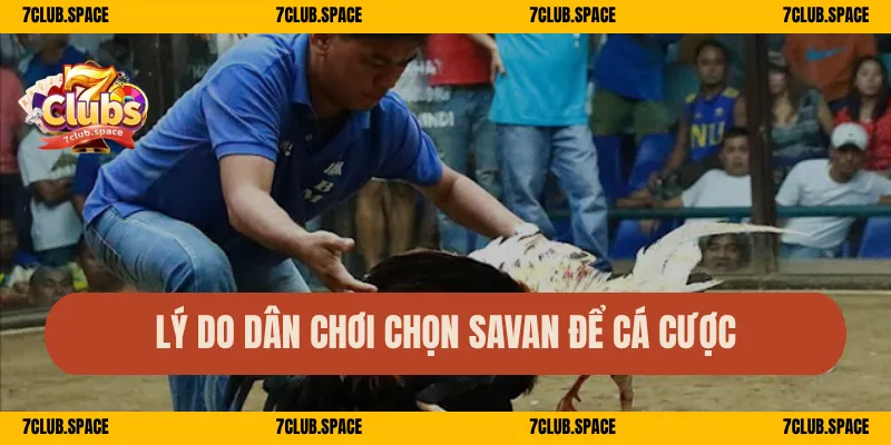 Lý do dân chơi chọn Savan để cá cược