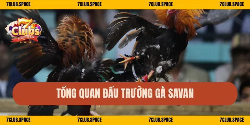 Tổng quan đấu trường gà Savan