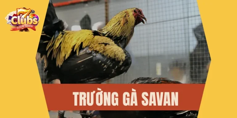 Trường gà Savan 7Club